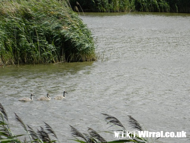 Attached picture river walk 030 (Copy).JPG